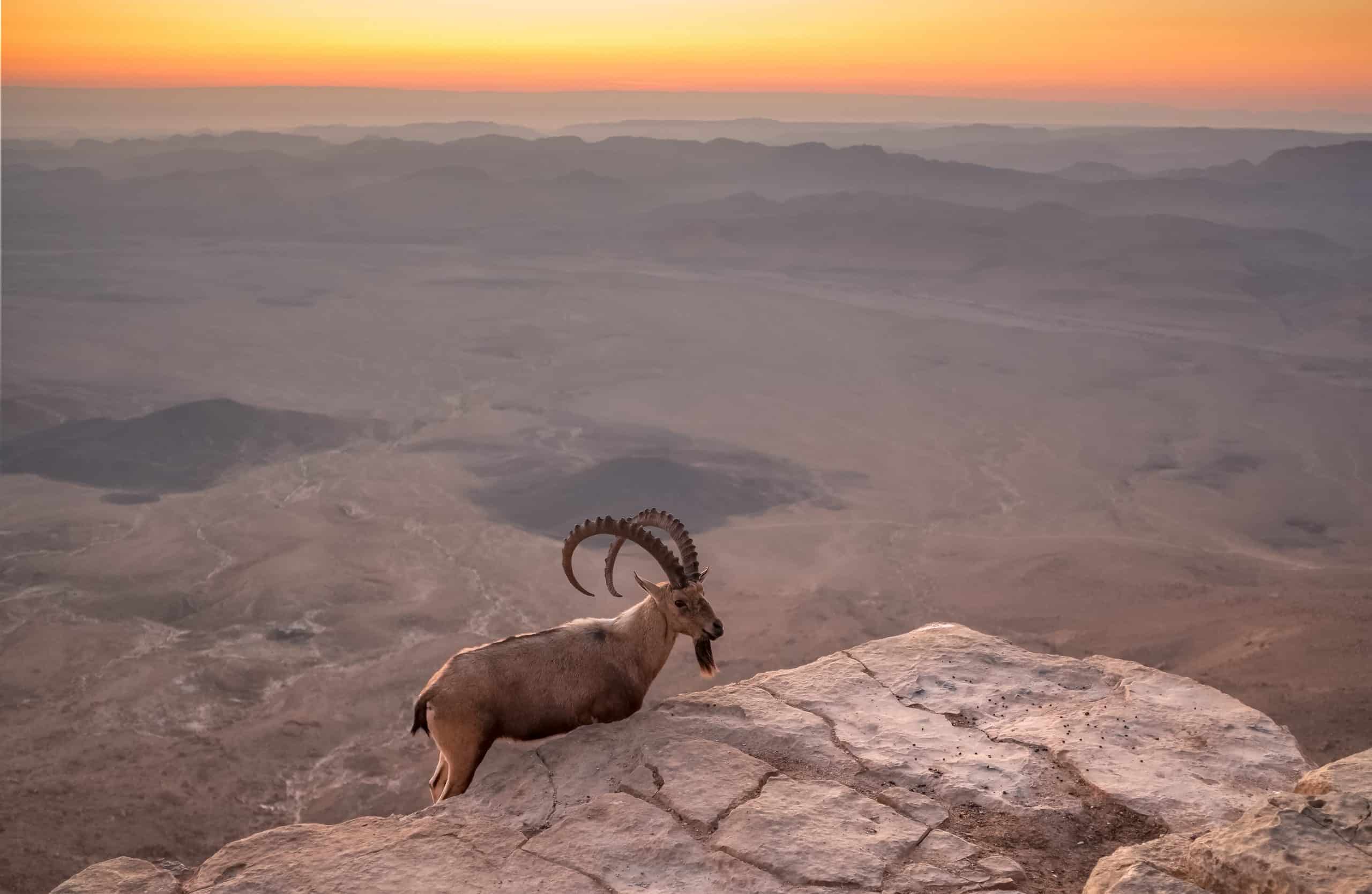 Nubian ibex on the cliff at Ramon Crater at sunrise, Israel