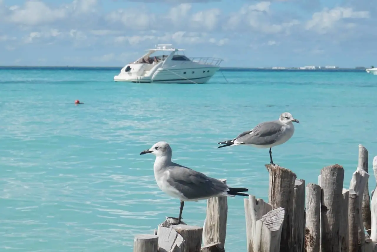 Isla Mujeres seagulls, Mexico