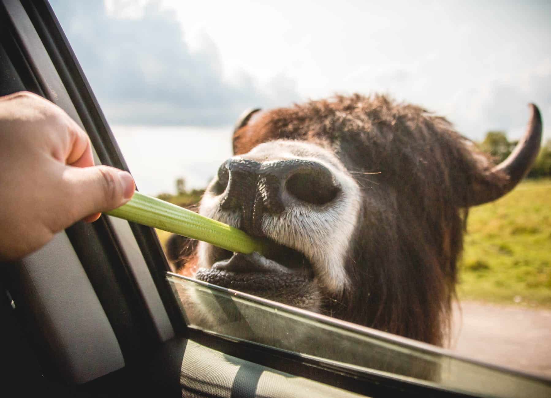It's important to carry food on the open road - travel tips. how to plan a road trip