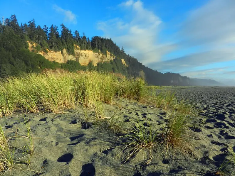 Gold Bluff Beach - best camping california
