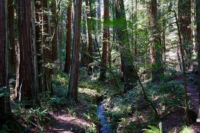 Mt. Tam's Pantoll Park - best camping in northern california