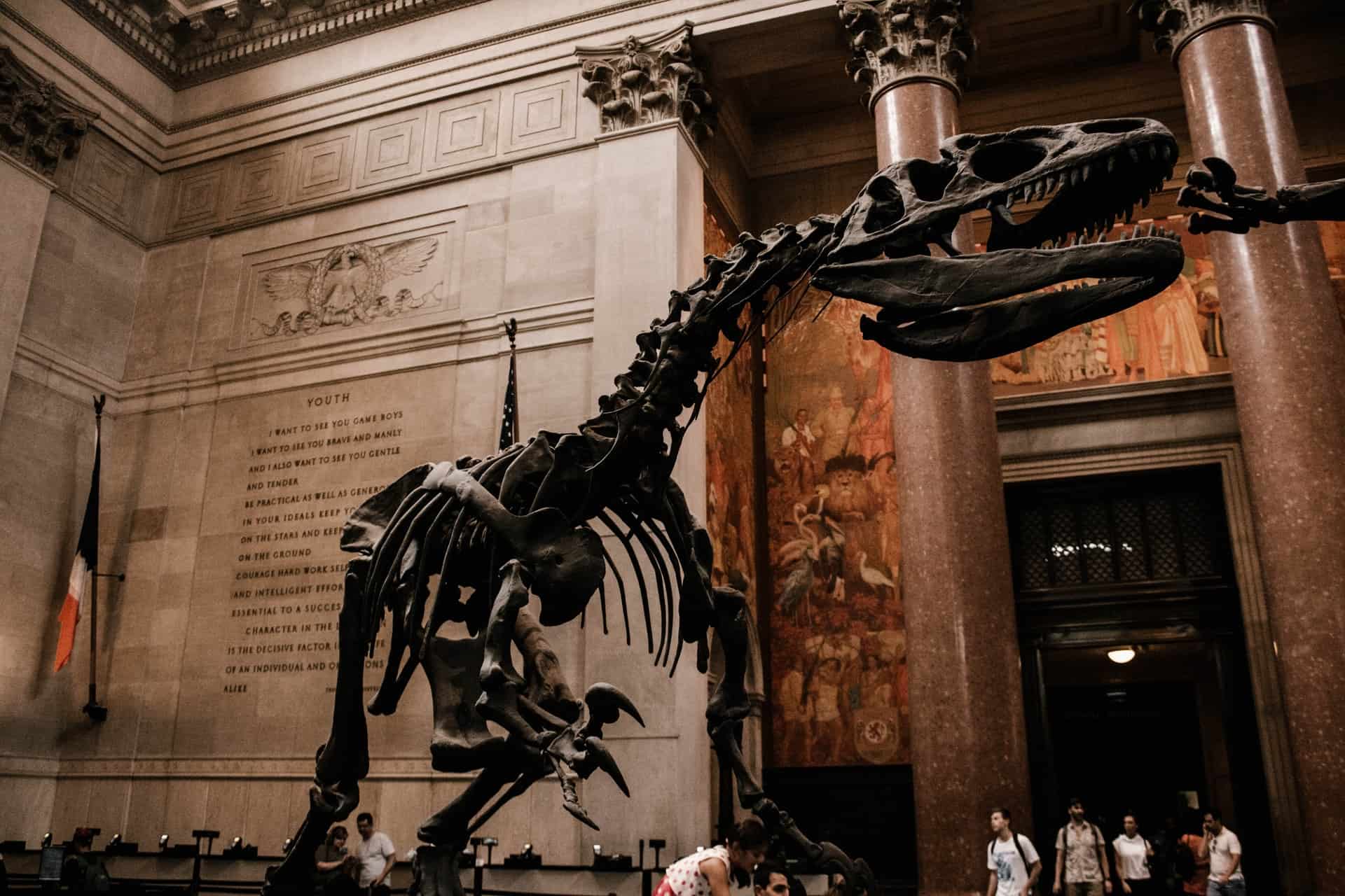 the American Museum of Natural History is one of the fun museums in nyc and best museums for kids nyc